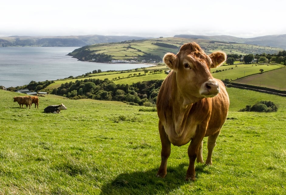 Irish Beef Rind auf grüner Weide in Irland – Bord Bia Markenkommunikation von H-ZWO